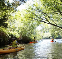 Paddle with the Platypus Twilight Kayak Adventure - Accommodation Mount Tamborine