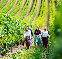 Tasmanian Wine Tour - Accommodation Mount Tamborine