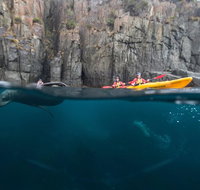 Tasman Peninsula full day kayaking tour - Accommodation Mount Tamborine