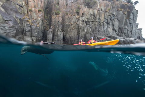 Tasman Peninsula Full Day Kayaking Tour - Accommodation Mount Tamborine 0