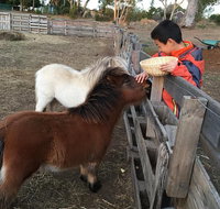Feed/play with animals and Kayak during hobby farm tour - Accommodation Mount Tamborine
