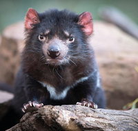 Cruise Ship Special from Hobart Shuttle to Bonorong Wildlife Park. - Accommodation Mount Tamborine