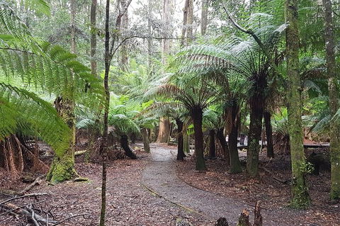 Cruise Ship Excursion: Stanley - Accommodation Mount Tamborine 5