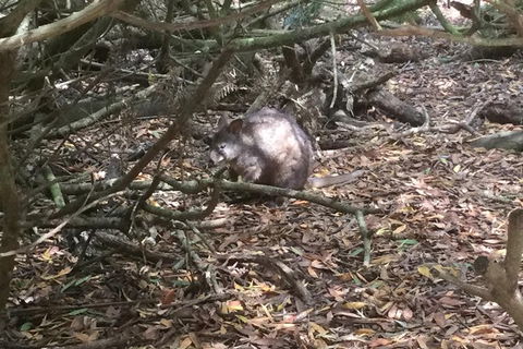 Cruise Ship Excursion: Stanley - Accommodation Mount Tamborine 13