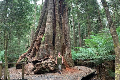 Cruise Ship Excursion: Stanley - Accommodation Mount Tamborine 20