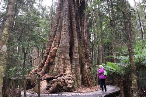 Cruise Ship Excursion: Stanley - Accommodation Mount Tamborine 11