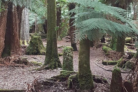 Cruise Ship Excursion: Stanley - Accommodation Mount Tamborine 8
