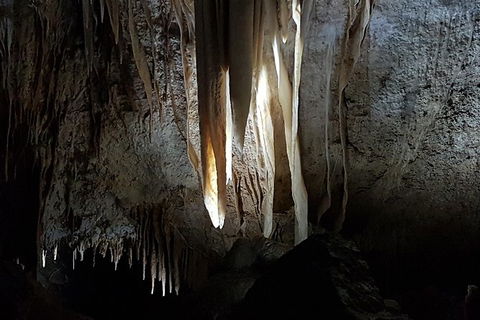 Shore Excursion: Coast, Caves And Wildlife Park - 8 Hour Tour - Accommodation Mount Tamborine 10