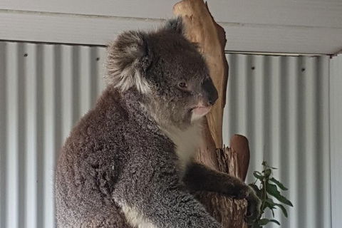 Shore Excursion: Coast, Caves And Wildlife Park - 8 Hour Tour - Accommodation Mount Tamborine 11