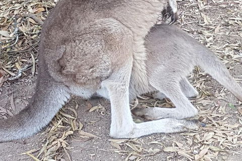 Shore Excursion: Coast, Caves And Wildlife Park - 8 Hour Tour - Accommodation Mount Tamborine 19