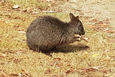 Shore Excursion: Coast, Caves And Wildlife Park - 8 Hour Tour - Accommodation Mount Tamborine 3