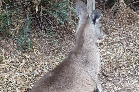 Shore Excursion: Coast, Caves And Wildlife Park - 8 Hour Tour - Accommodation Mount Tamborine 9