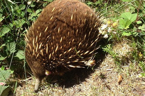 Shore Excursion: Coast, Caves And Wildlife Park - 8 Hour Tour - Accommodation Mount Tamborine 18