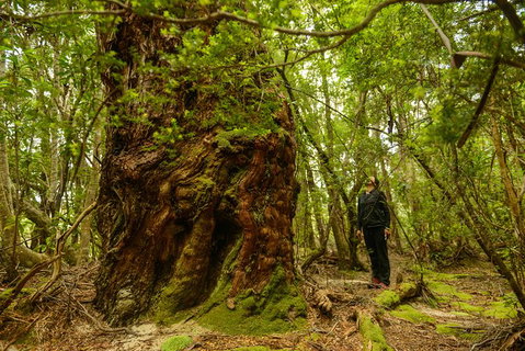 3-Day Southwest National Park Wilderness Camping Tour - Accommodation Mount Tamborine 4