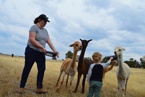 Alpaca Farm Tours With Toffeemont - Accommodation Mount Tamborine 4