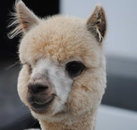 Alpaca Farm Tours with Toffeemont - Accommodation Mount Tamborine