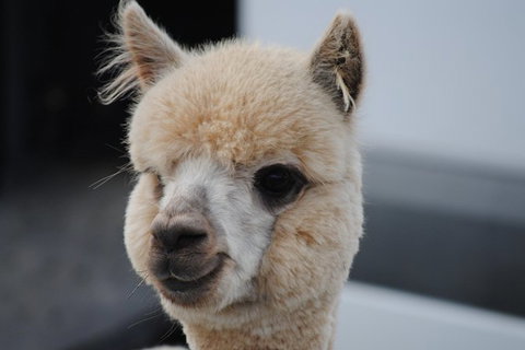 Alpaca Farm Tours With Toffeemont - Accommodation Mount Tamborine 0