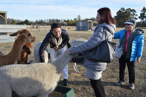 Alpaca Farm Tours With Toffeemont - Accommodation Mount Tamborine 2