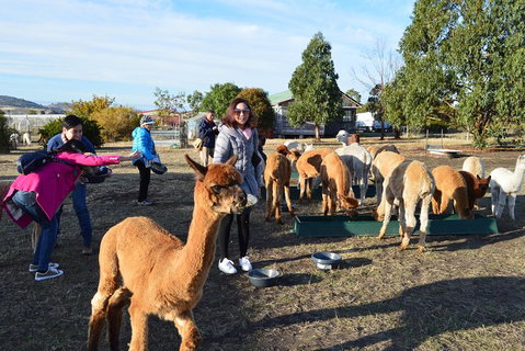 Alpaca Farm Tours With Toffeemont - Accommodation Mount Tamborine 5