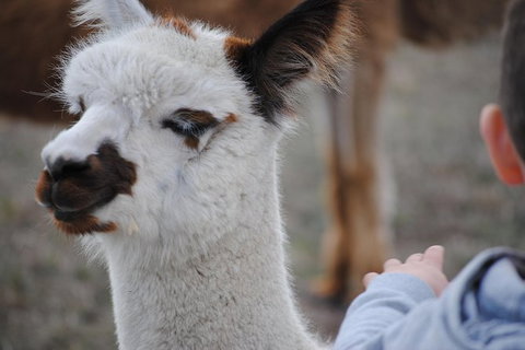 Alpaca Farm Tours With Toffeemont - Accommodation Mount Tamborine 1