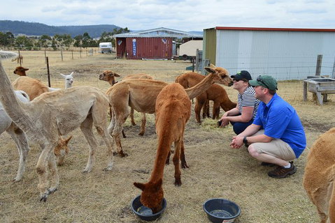 Alpaca Farm Tours With Toffeemont - Accommodation Mount Tamborine 3