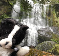 Waterfalls Guided Tour - Accommodation Mount Tamborine