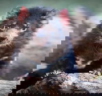 Cruise Ship Special from Hobart Richmond and Bonorong Wildlife Park Shuttle - Accommodation Mount Tamborine