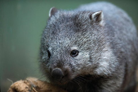 Cruise Ship Special From Hobart: Richmond And Bonorong Wildlife Park Shuttle - Accommodation Mount Tamborine 2