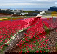 Table Cape Lighthouse Tours