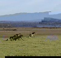 Spend a day in one of Tasmania's best wildlife National Park's