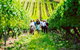 Private Luxury-Eco Tour - thumb 3