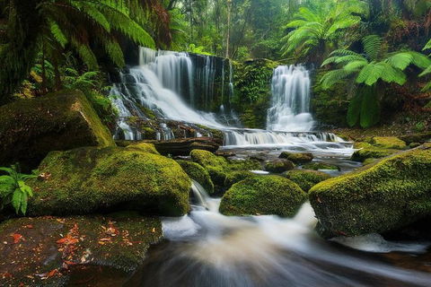 Mount Field Private Charter Service - Accommodation Mount Tamborine 3