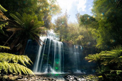 Mount Field Private Charter Service - Accommodation Mount Tamborine 2