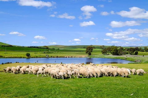 Mount Field Private Charter Service - Accommodation Mount Tamborine 5