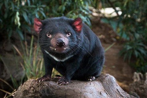 Highlights Of Tasmania Premium Small Group 7 Days Touring Package - Accommodation Mount Tamborine 9