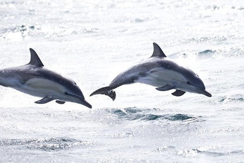 Highlights Of Tasmania Premium Small Group 7 Days Touring Package - Accommodation Mount Tamborine 1