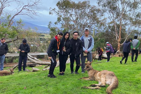 Bonorong Wildlife Volunteer Tour - Accommodation Mount Tamborine 1