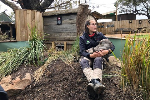 Bonorong Wildlife Volunteer Tour - Accommodation Mount Tamborine 5