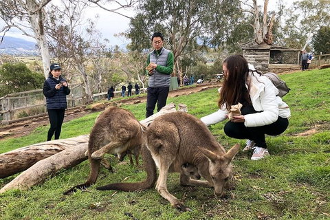 Bonorong Wildlife Volunteer Tour - Accommodation Mount Tamborine 3