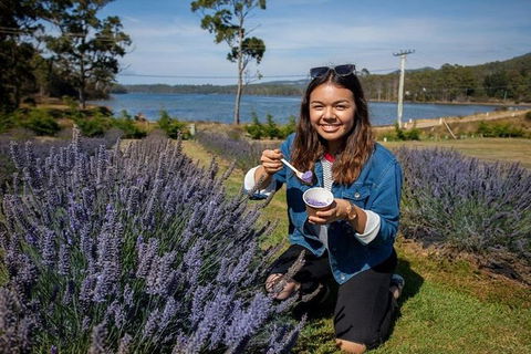 Discover Hobart: Port Arthur And Lavender Farm 1 Day Tour - Accommodation Mount Tamborine 2