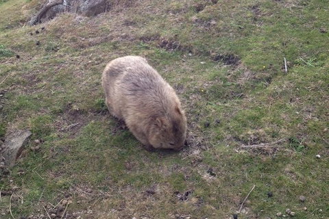 Hobart Minibus Full-Day Private Tour - Accommodation Mount Tamborine 7