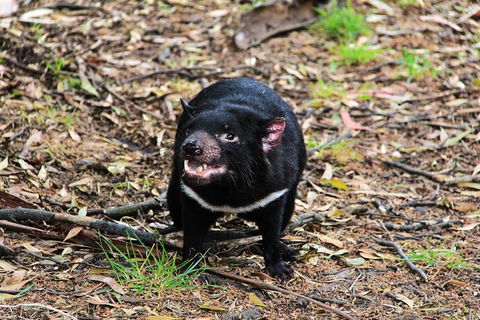 4-Day Fabulous Tasmania Tour: Wineglass Bay, Port Arthur, Devils & Bruny Island - Accommodation Mount Tamborine 4