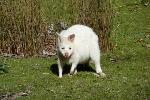 4-Day Fabulous Tasmania Tour: Wineglass Bay, Port Arthur, Devils & Bruny Island - Accommodation Mount Tamborine 2