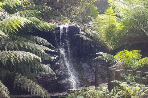 Mt. Wellington Morning Hike + Afternoon Beer & History Walk - Accommodation Mount Tamborine 16