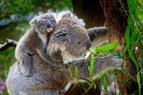 LGBT+ Friendly 9-Hour Great Ocean Road Private Tour - Accommodation Mount Tamborine 3