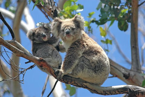 LGBT+ Friendly 2 Day Private Tour Great Ocean Road + Phillip Island - Accommodation Mount Tamborine 1