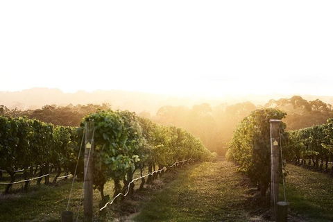 Mornington Peninsula 2-6 Guests Lunch Rare Hare Or Merricks General Wine Store - Accommodation Mount Tamborine 2