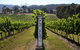 Yarra Valley Premium Tour Inc Lunch And Cheese And Wine Pairing At De Bortoli - thumb 1