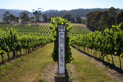 Yarra Valley Premium Tour Inc Lunch And Cheese And Wine Pairing At De Bortoli - Accommodation Mount Tamborine 1