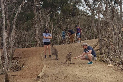 Phillip Island Penguin And Wildlife Tour - Accommodation Mount Tamborine 34